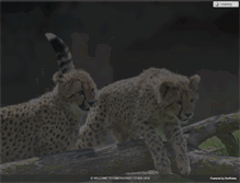 Tablet Screenshot of cameracrazystudio.com